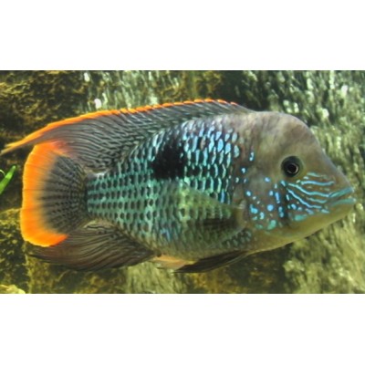 Аъкара Бирюзовая L Аъкара Бирюзовая L