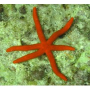 Линкия Красная (Linckia Multiflora)