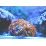 Акантастрея (Acanthastrea) M