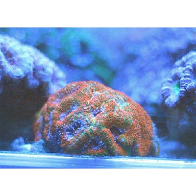 Акантастрея (Acanthastrea) M Акантастрея (Acanthastrea) M