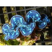 Шафранная тридакна (Tridacna crocea)