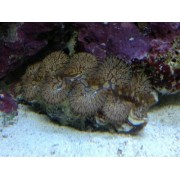 Тридакна сквамоза (чешуйчатая) Tridacna squamosa