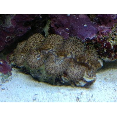 Тридакна сквамоза (чешуйчатая) Tridacna squamosa Тридакна сквамоза (чешуйчатая) Tridacna squamosa