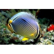Chaetodon trifasciatus Бабочка Трехполосая