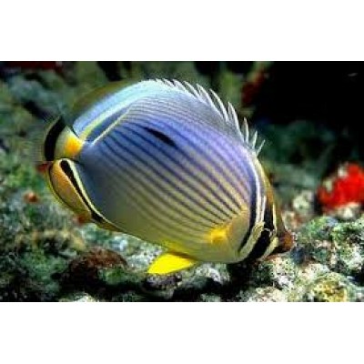 Chaetodon trifasciatus Бабочка Трехполосая Chaetodon trifasciatus Бабочка Трехполосая