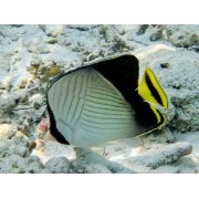 Chaetodon decussatus