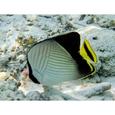 Chaetodon decussatus Chaetodon decussatus