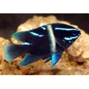 Neoglyphidodon oxyodon (Параглифидодон Голубой Вельвет)