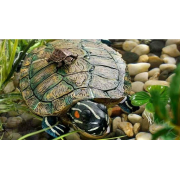 Exo Terra "Большая черепаха" (берег для акватеррариума)