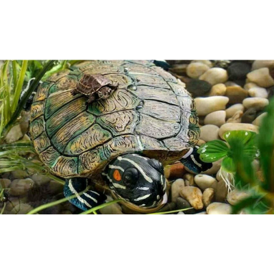 Exo Terra "Большая черепаха" (берег для акватеррариума) Exo Terra "Большая черепаха" (берег для акватеррариума)