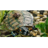 Exo Terra "Большая черепаха" (берег для акватеррариума) Exo Terra "Большая черепаха" (берег для акватеррариума)
