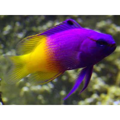 Королевская грамма (Gramma loreto) Королевская грамма (Gramma loreto)