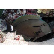 Эполетовый Хирург (Acanthurus nigricauda)