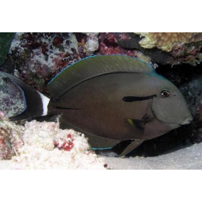 Эполетовый Хирург (Acanthurus nigricauda) Эполетовый Хирург (Acanthurus nigricauda)