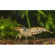 Креветка шмель