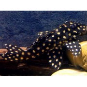 Гипанциструс инспектор L-201