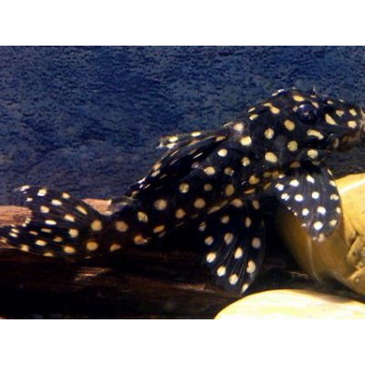 Гипанциструс инспектор L-201 Гипанциструс инспектор L-201