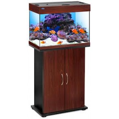 Лагуна "Людвигия Жёлтая" 40 см Лагуна "Людвигия Жёлтая" 40 см