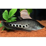 Нож индийский