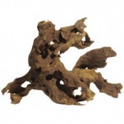 Коряга саванная