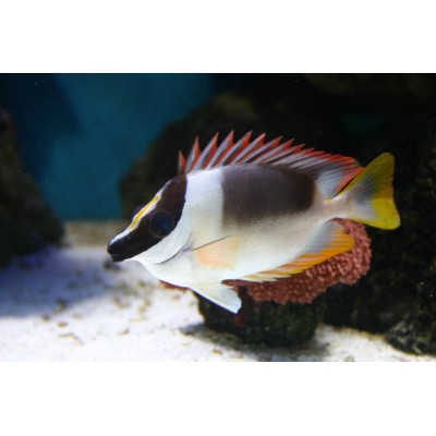 Лисица Огненная (Siganus Magnifica) Лисица Огненная (Siganus Magnifica)