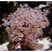 Ксения (пульсирующий коралл)