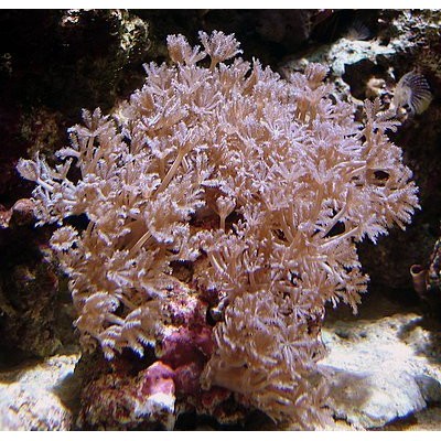 Ксения (пульсирующий коралл) Ксения (пульсирующий коралл)