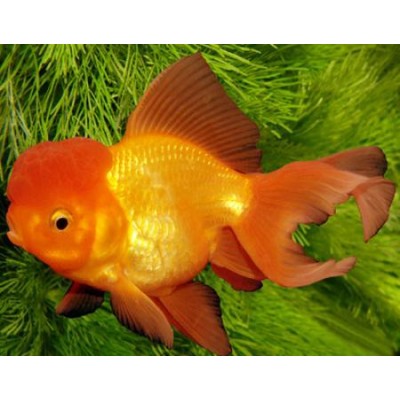 Оранда красная Оранда красная