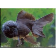 Ранчу черная