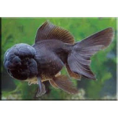 Ранчу черная Ранчу черная