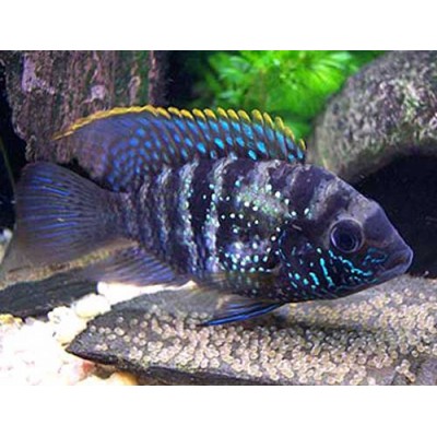 Лагуна "Грунт Златолит" 5-10 мм, 2 кг Лагуна "Грунт Златолит" 5-10 мм, 2 кг