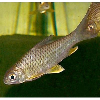 Gloxy "Шахматная фигура Конь белый" Gloxy "Шахматная фигура Конь белый"