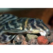 Гипанциструс фурункулус (Hypancistrus furunculus)