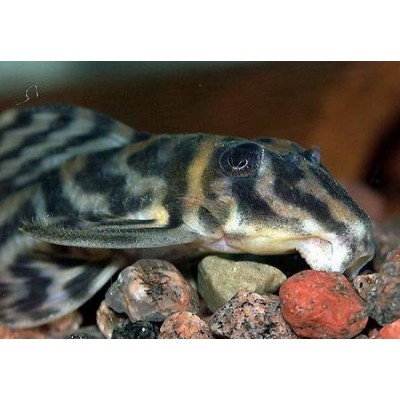 Гипанциструс фурункулус (Hypancistrus furunculus) Гипанциструс фурункулус (Hypancistrus furunculus)