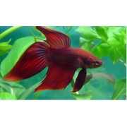 Петушок M (аквариумная рыба)