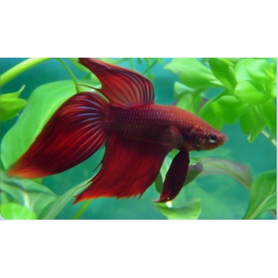 Петушок M (аквариумная рыба) Петушок M (аквариумная рыба)