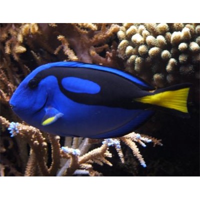 Хирург Голубой (Paracanthurus Hepatus) S Хирург Голубой (Paracanthurus Hepatus) S