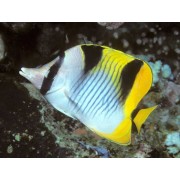 Chaetodon falcula (Бабочка клинопятнистая)