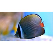 Chaetodon collare (Бабочка пакистанская)
