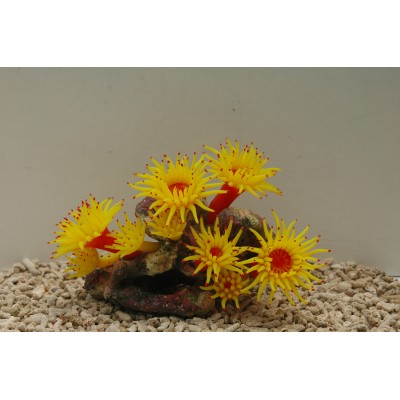 Коралл силиконовый жёлтый, 20*12*14 см (SH208Y) Коралл силиконовый жёлтый, 20*12*14 см (SH208Y)