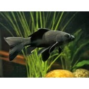 Карп- кои черный (Cyprinus carpio var.)