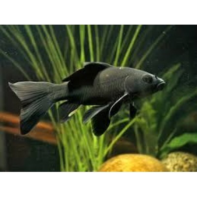 Карп- кои черный (Cyprinus carpio var.) Карп- кои черный (Cyprinus carpio var.)