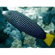 Anampses meleagrides Губан желтохвостый