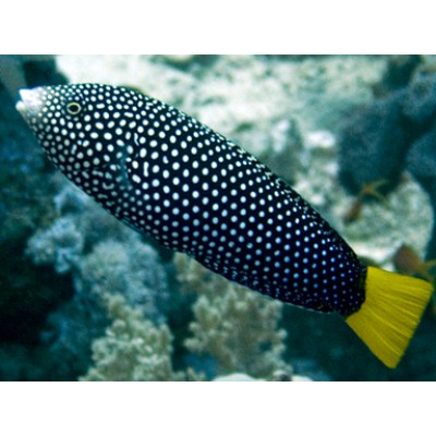 Anampses meleagrides Губан желтохвостый Anampses meleagrides Губан желтохвостый