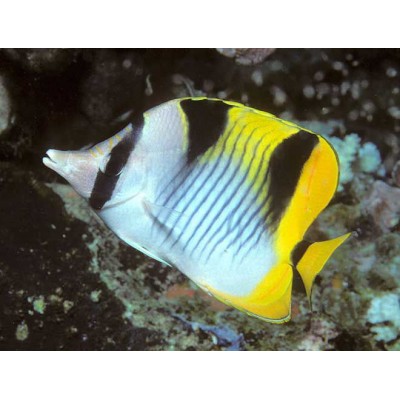 Фон 45/150 Сад/Камни Фон 45/150 Сад/Камни