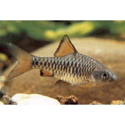 арбус олиголепис или островной усач (Barbus oligolepis, Puntius oligolepis) арбус олиголепис или островной усач (Barbus oligolepis, Puntius oligolepis)