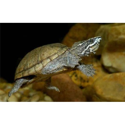 Лагуна "Грунт бело-розовый" 3-4 мм, 2 кг Лагуна "Грунт бело-розовый" 3-4 мм, 2 кг