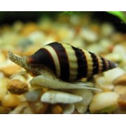 Хелена ( Anentome helena) 