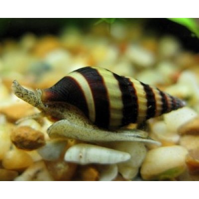 Хелена ( Anentome helena) Хелена ( Anentome helena)