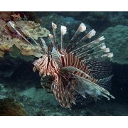 Крылатка Зебра (Pterois Volitans)
